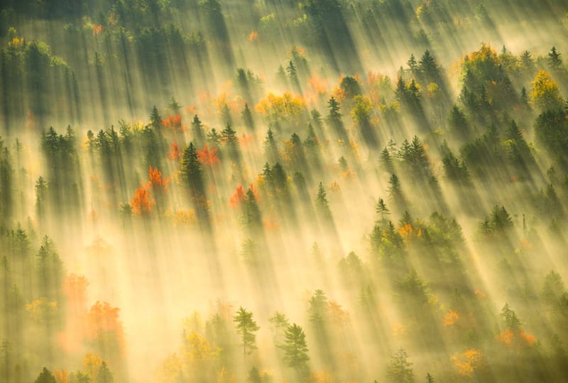 Artful Trees 9
