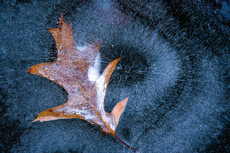 Artful Trees 10