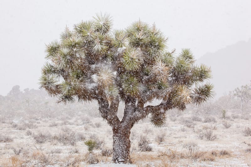 Artful Trees 11