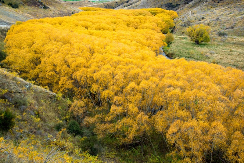 Artful Trees 12