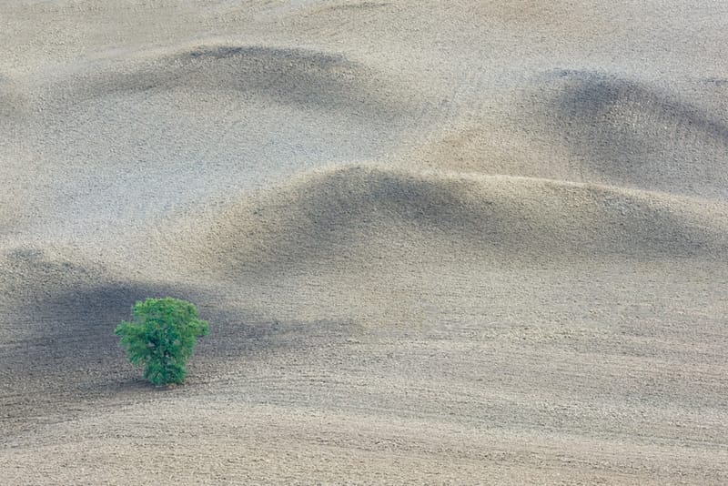 Artful Trees 14