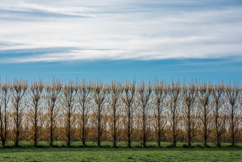 Artful Trees 15