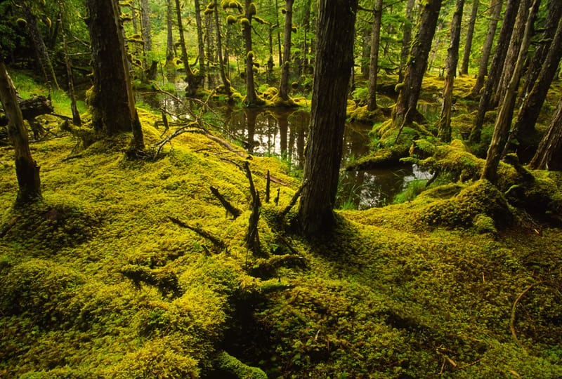 Artful Trees 16