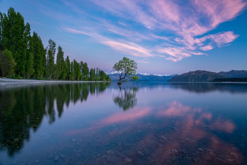 Artful Trees 17