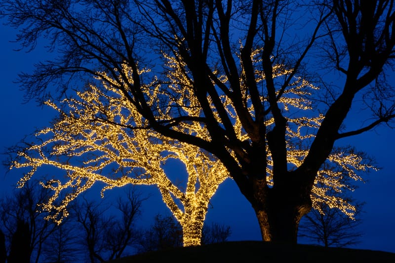 Artful Trees 18