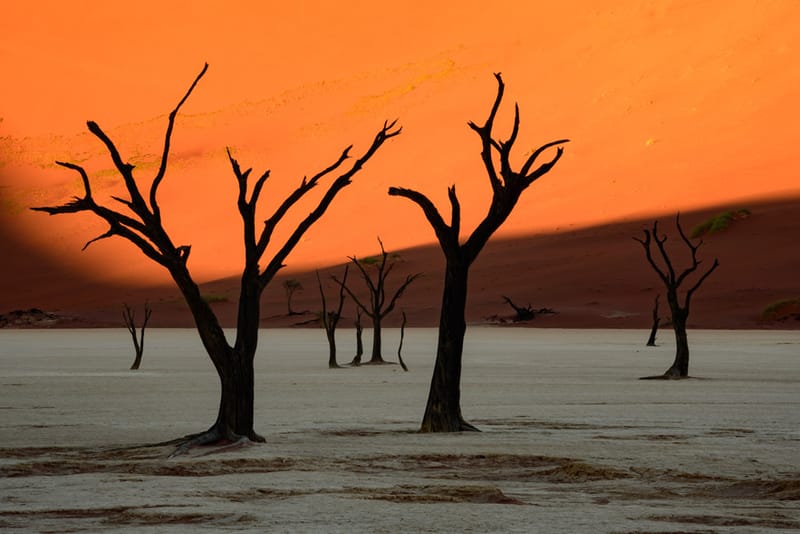 Artful Trees 20