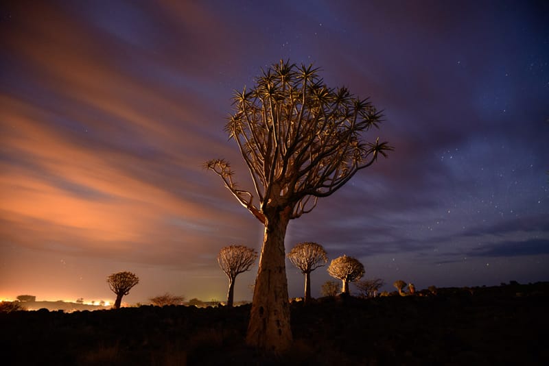 Artful Trees 22