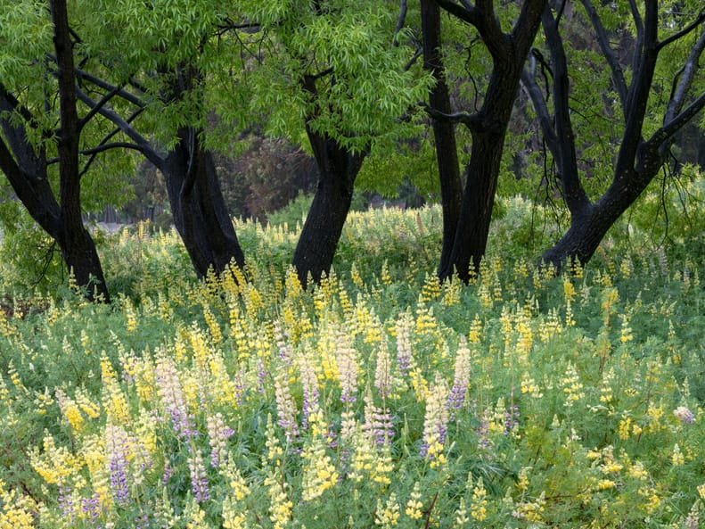 Artful Trees 23