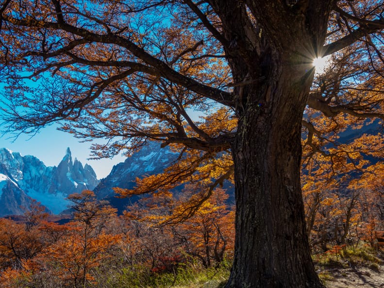 Artful Trees 24