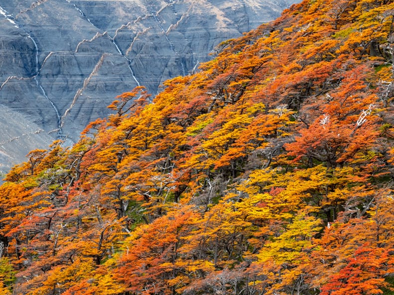 Artful Trees 25