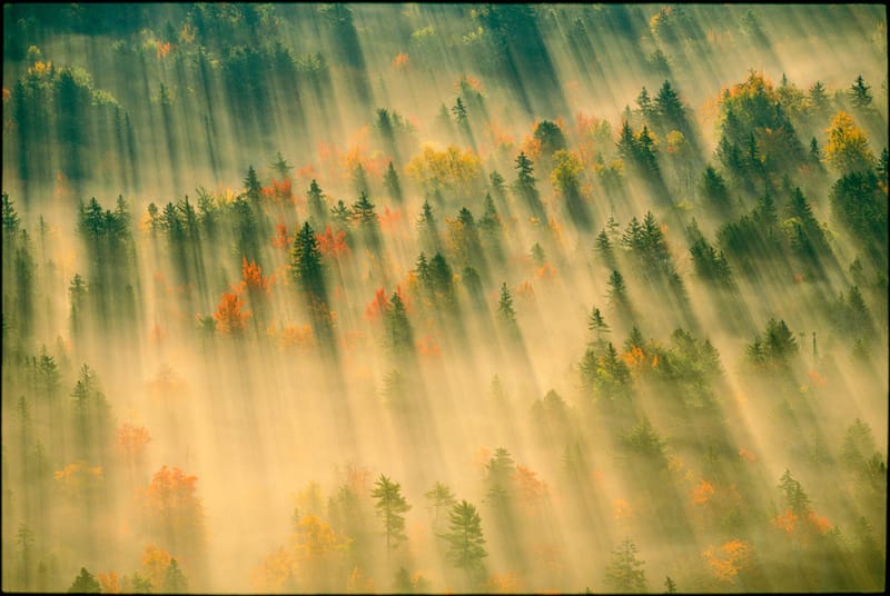 Artful Trees 31