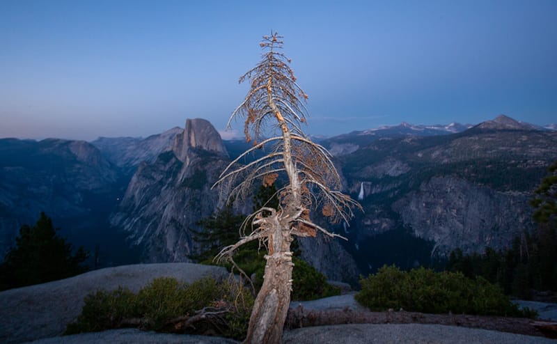 Artful Trees 32