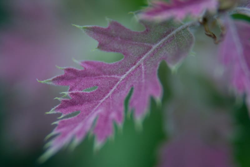 Artful Trees 33