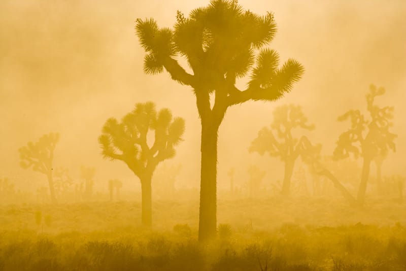Artful Trees 34