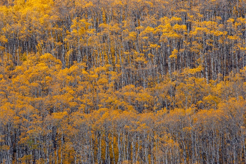 Artful Trees 35