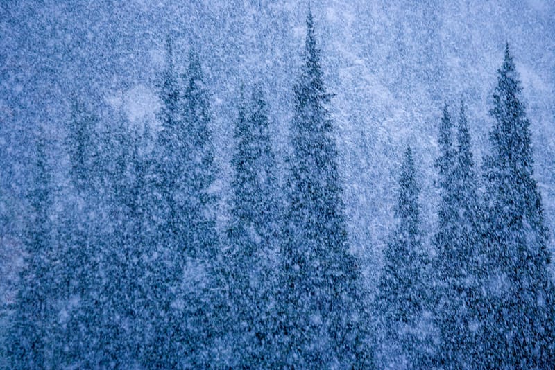 Artful Trees 38