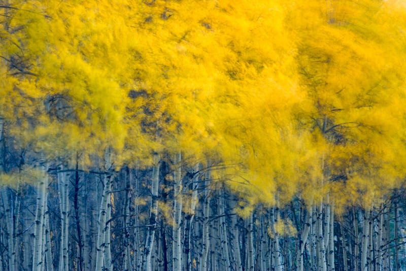 Artful Trees 39