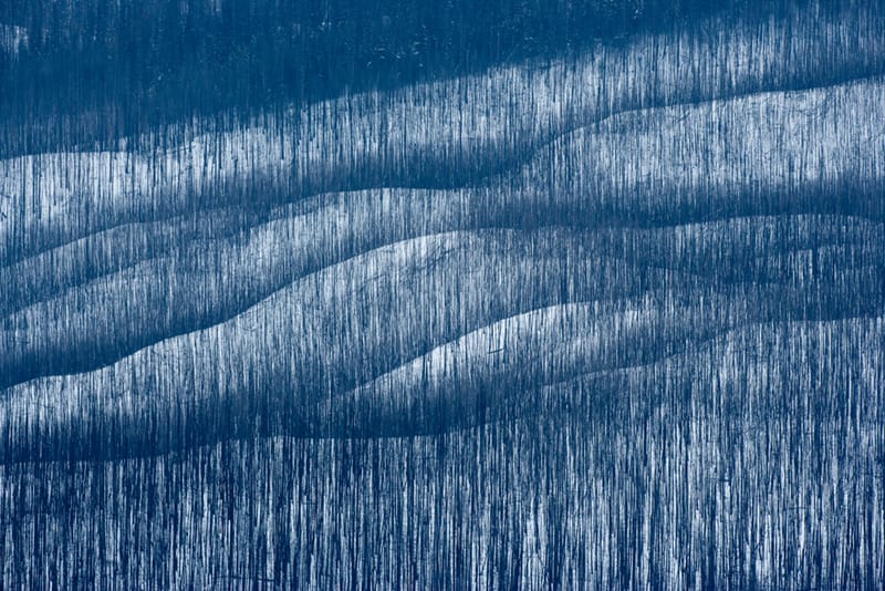 Artful Trees 41
