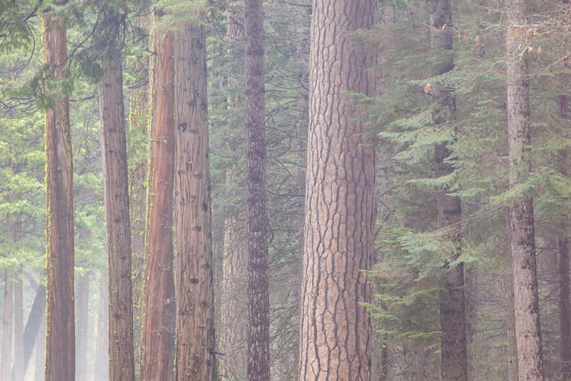 Artful Trees 42