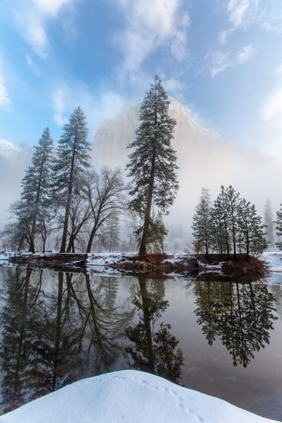 Artful Trees 43