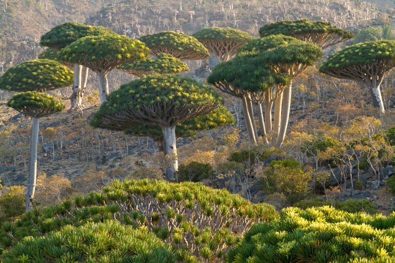 Artful Trees 44
