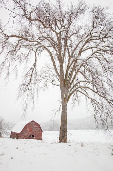 Artful Trees 45