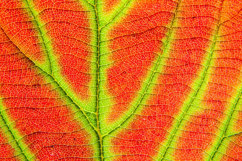 Artful Trees 46