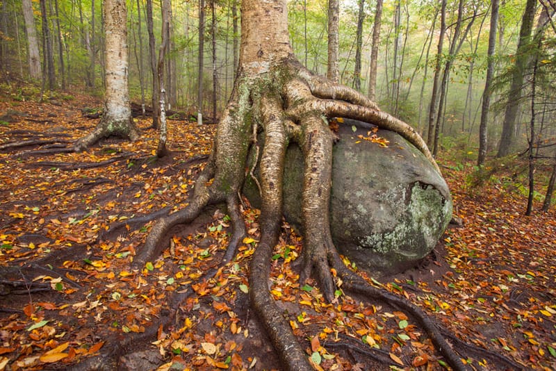 Artful Trees 49