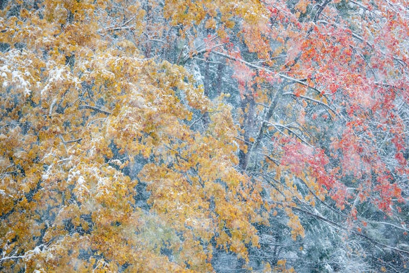 Artful Trees 51