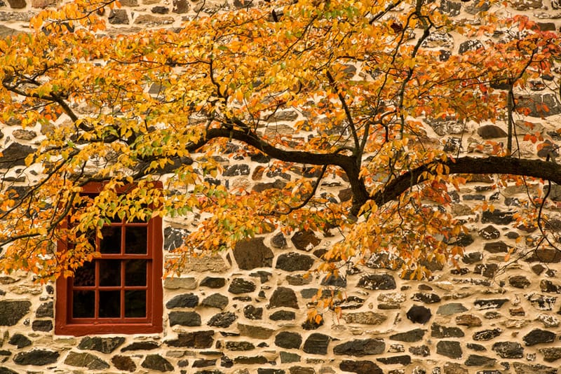 Artful Trees 53