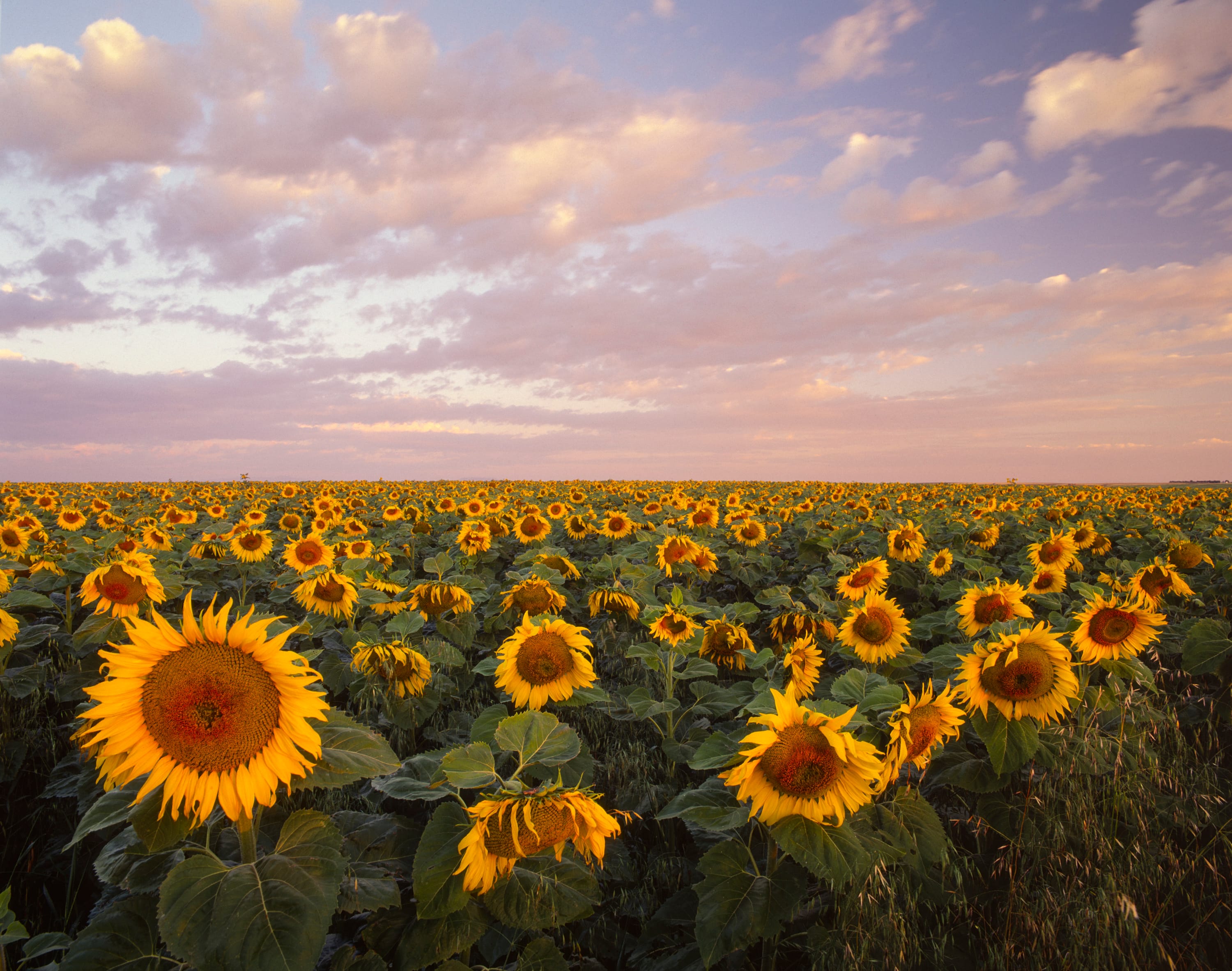 Sunflowers at Sunset
