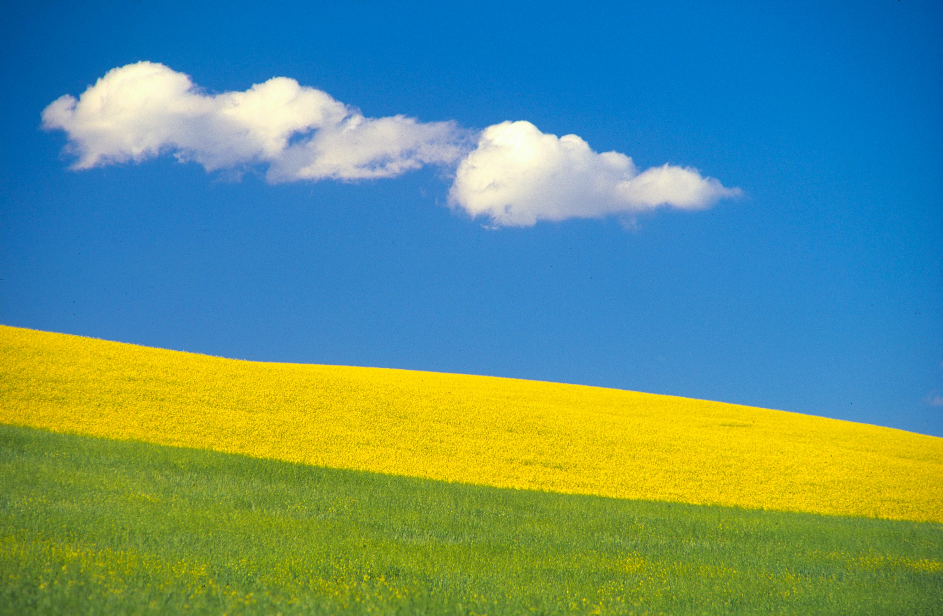 Canola Field