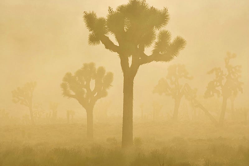 Death Valley National Park 3