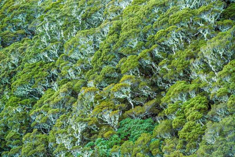 Where Greenstone Grows 2