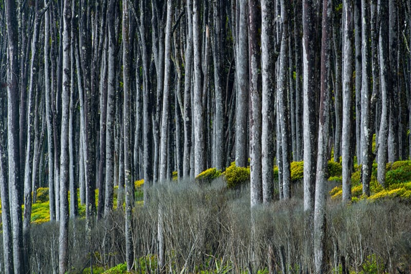 Where Greenstone Grows 4